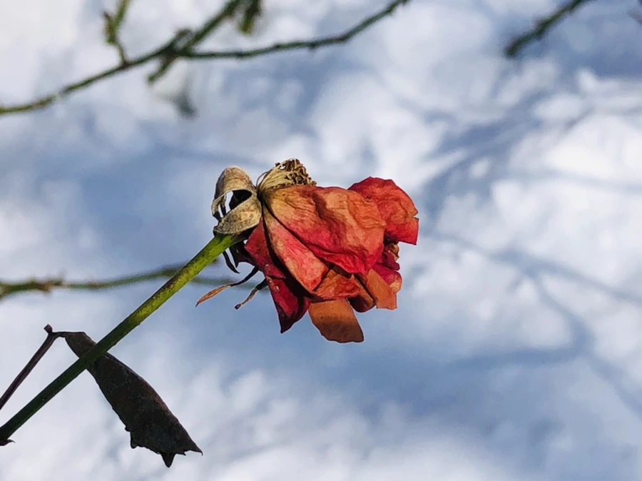 IMG_1377.jpg?type=w966