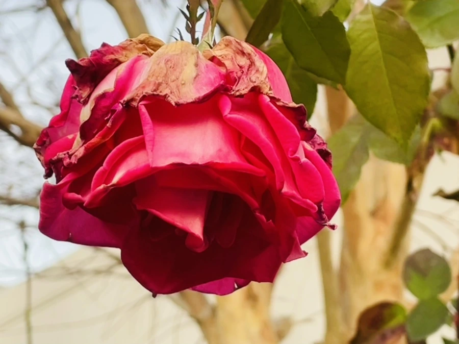 IMG_5888.jpg?type=w966