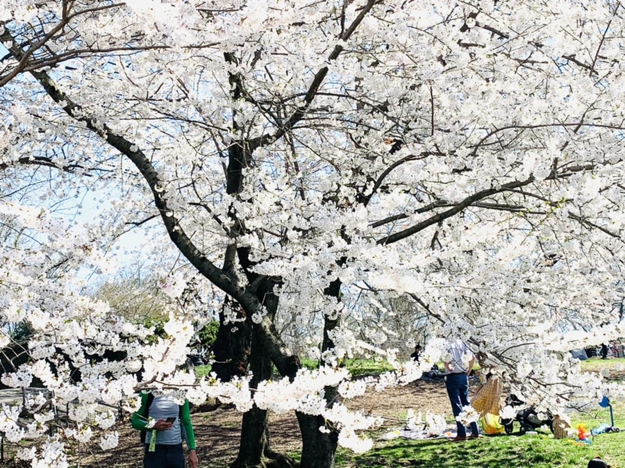 IMG_8999.jpg?type=w966