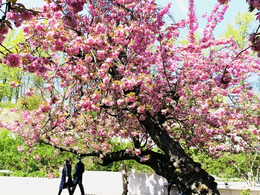 IMG_6486.jpg?type=w966