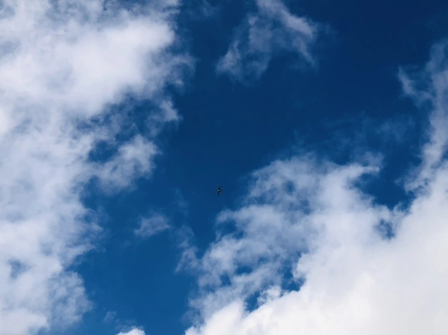 IMG_3502.jpg?type=w966