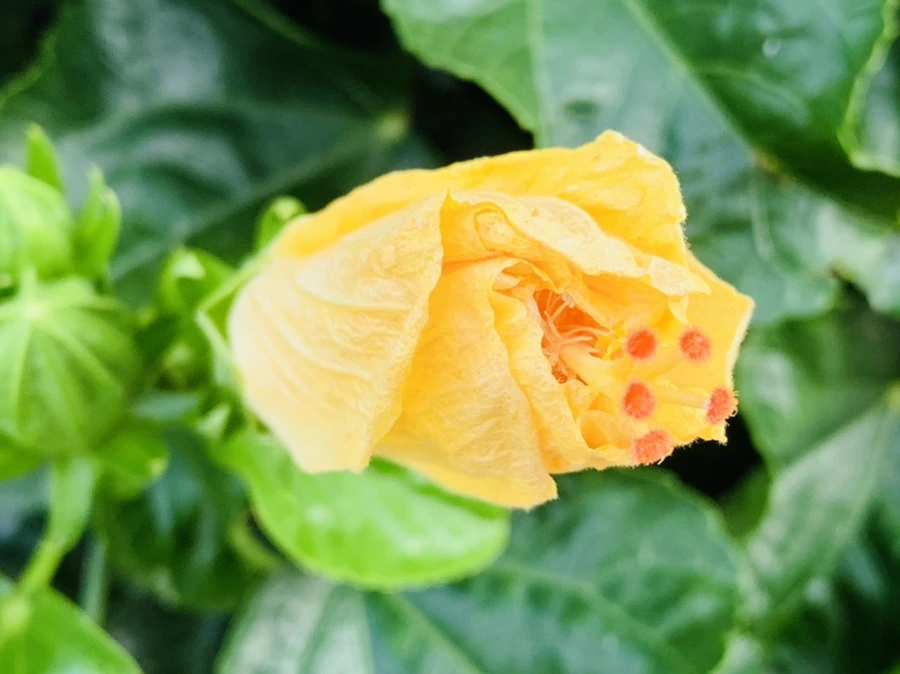 IMG_8210.jpg?type=w966