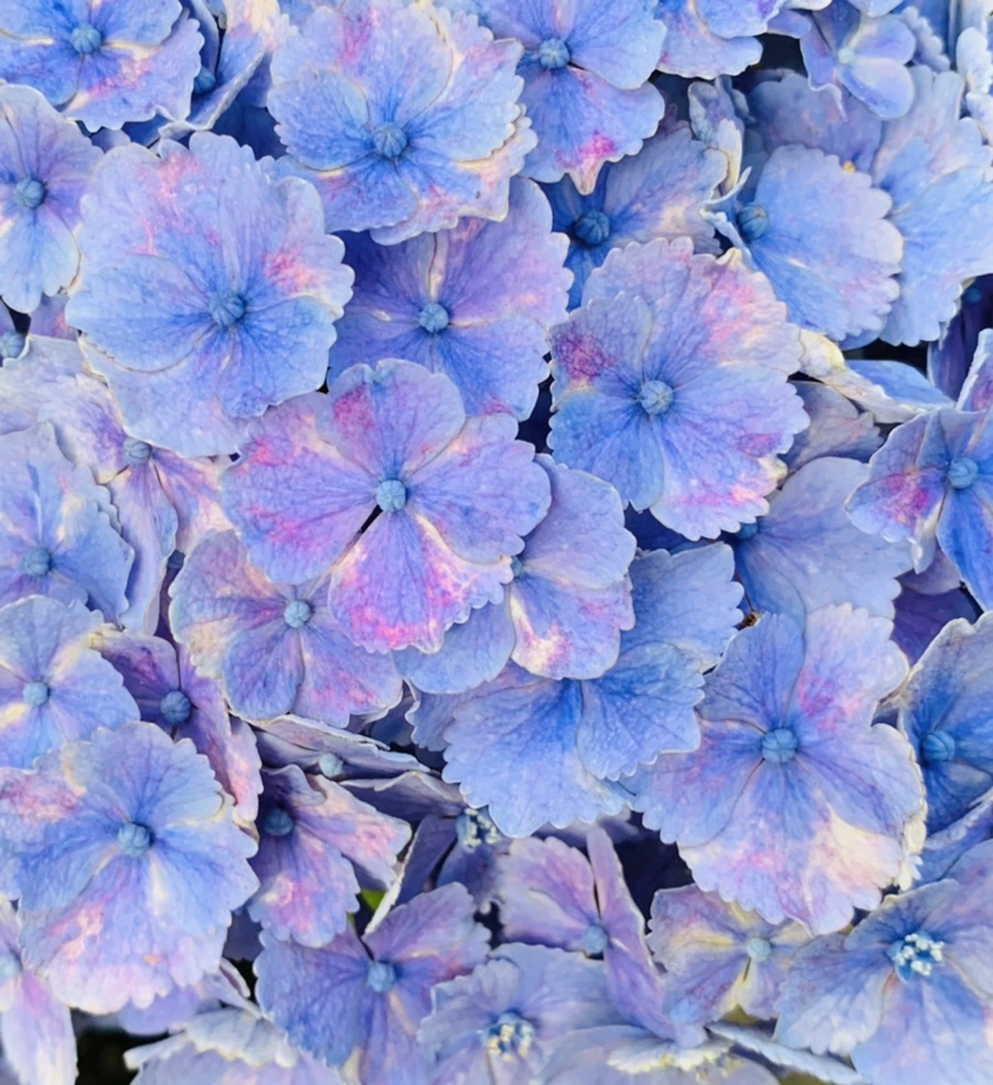 IMG_7349.jpg?type=w966