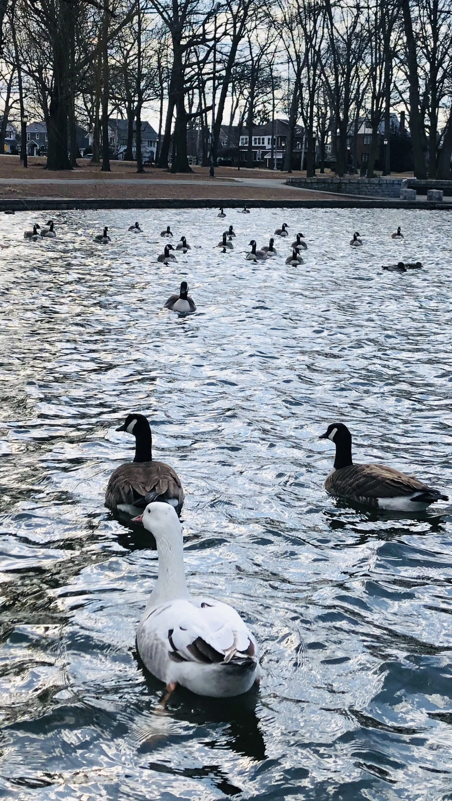 IMG_0161.jpg?type=w966