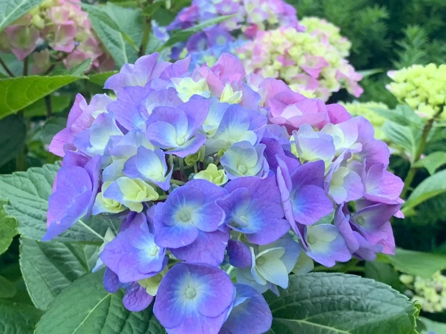 IMG_3933.jpg?type=w966