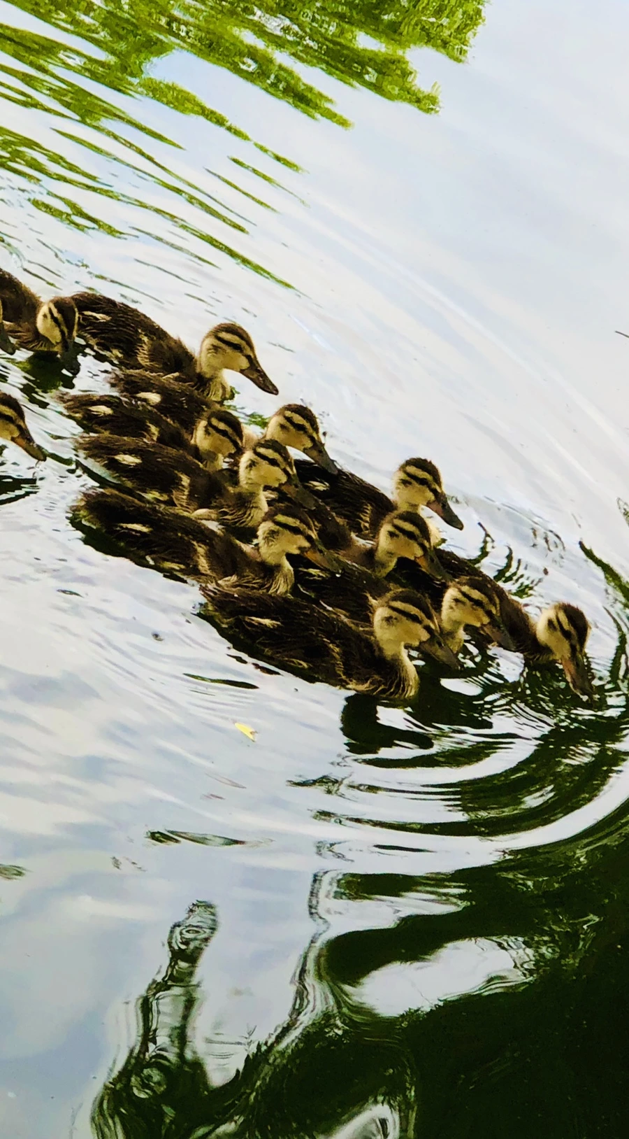 IMG_3130.jpg?type=w966