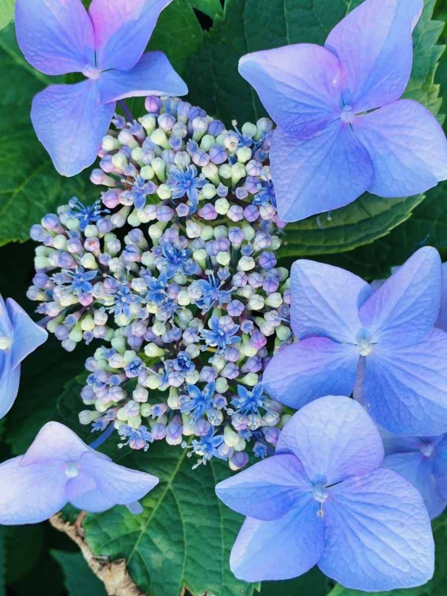 IMG_6285.jpg?type=w966