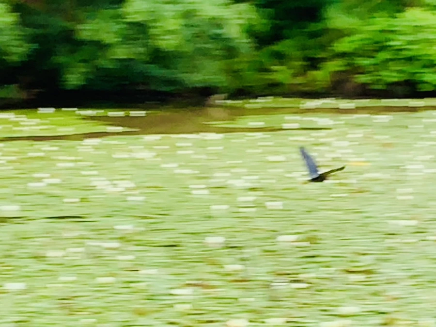 IMG_7693.jpg?type=w966