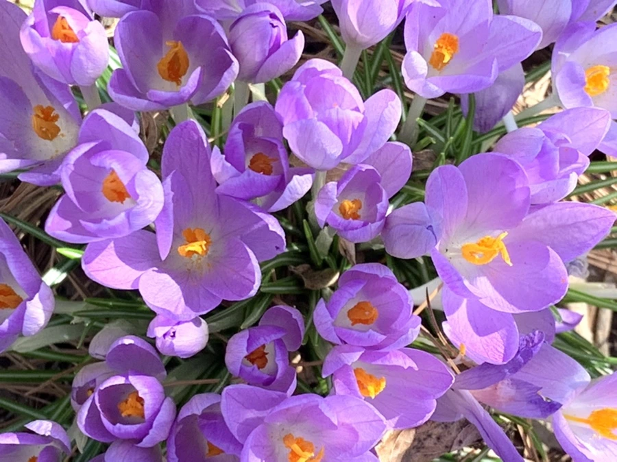 IMG_1290.jpg?type=w966