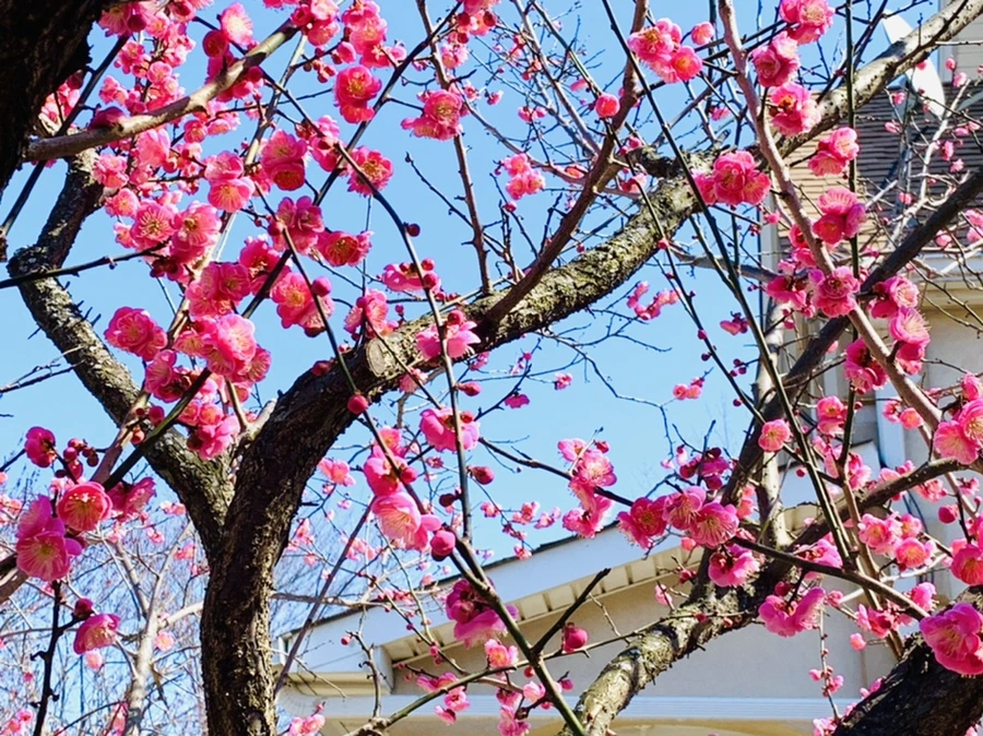 IMG_2999.jpg?type=w966