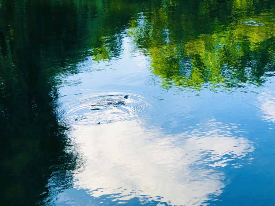 IMG_2903.jpg?type=w966