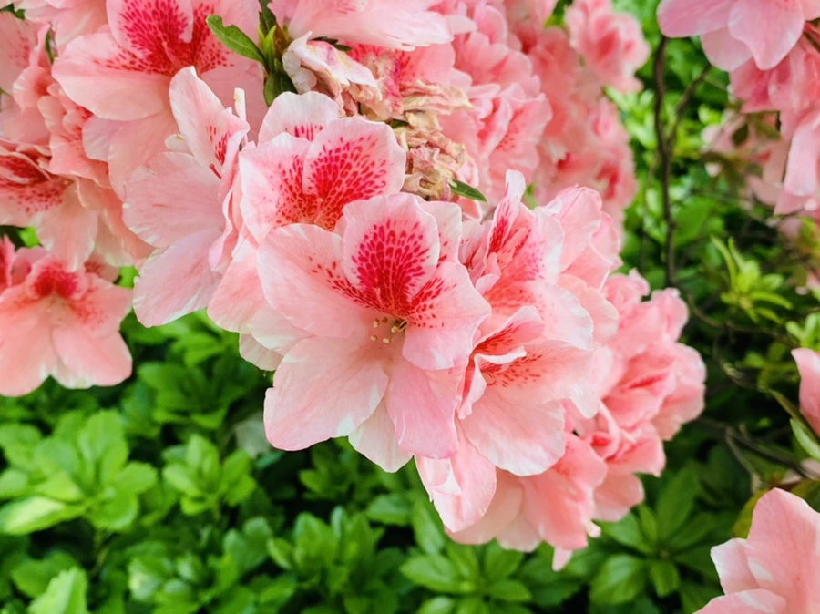 IMG_3378.jpg?type=w966