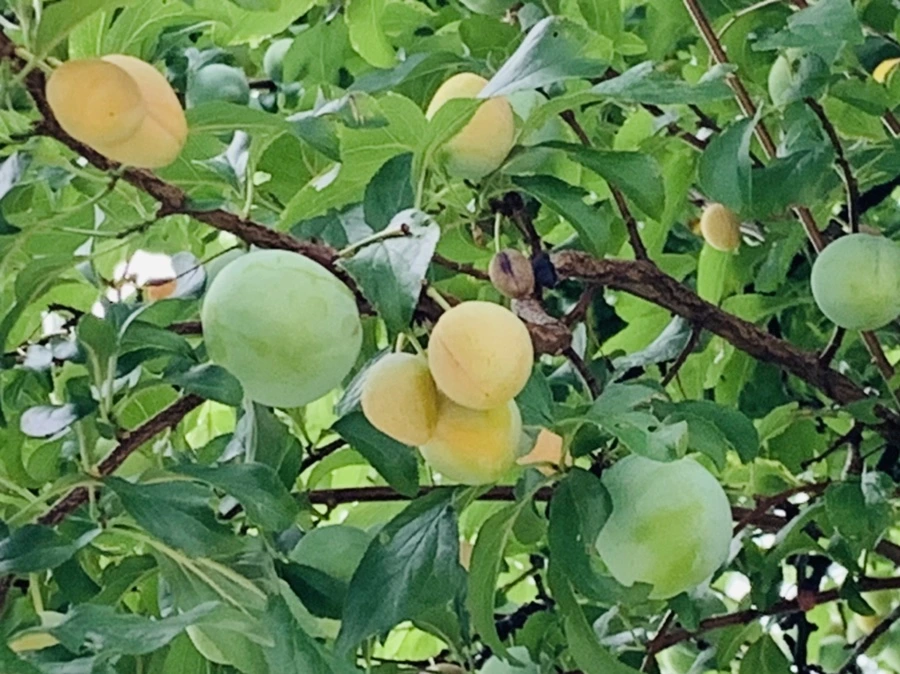 IMG_7205.jpg?type=w966