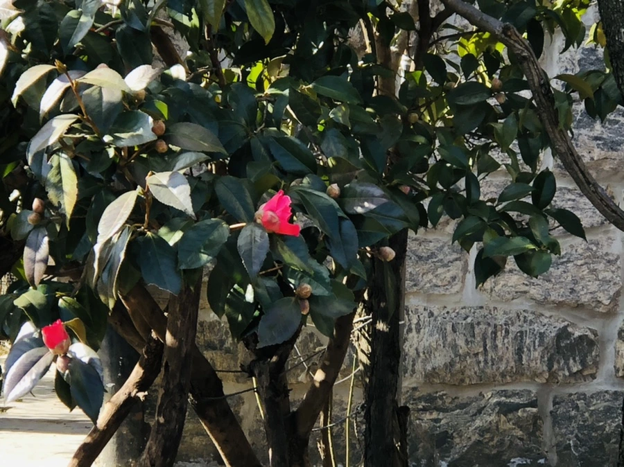 IMG_5201.jpg?type=w966