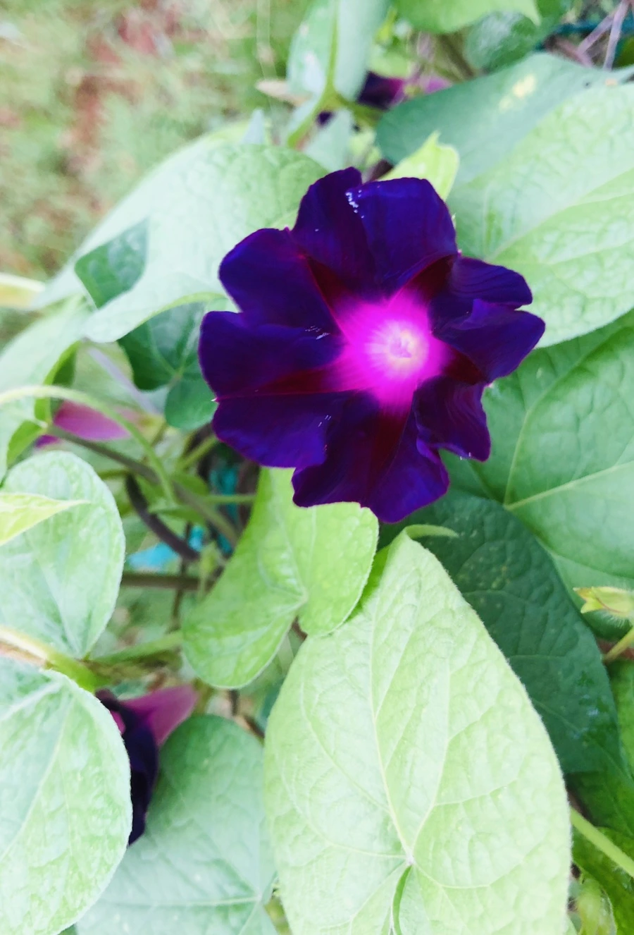 IMG_4303.jpg?type=w966