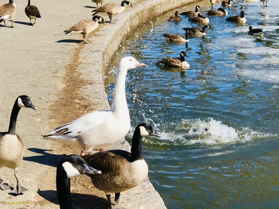 IMG_5184.jpg?type=w966