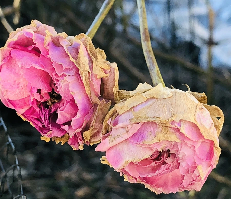 IMG_1183.jpg?type=w966