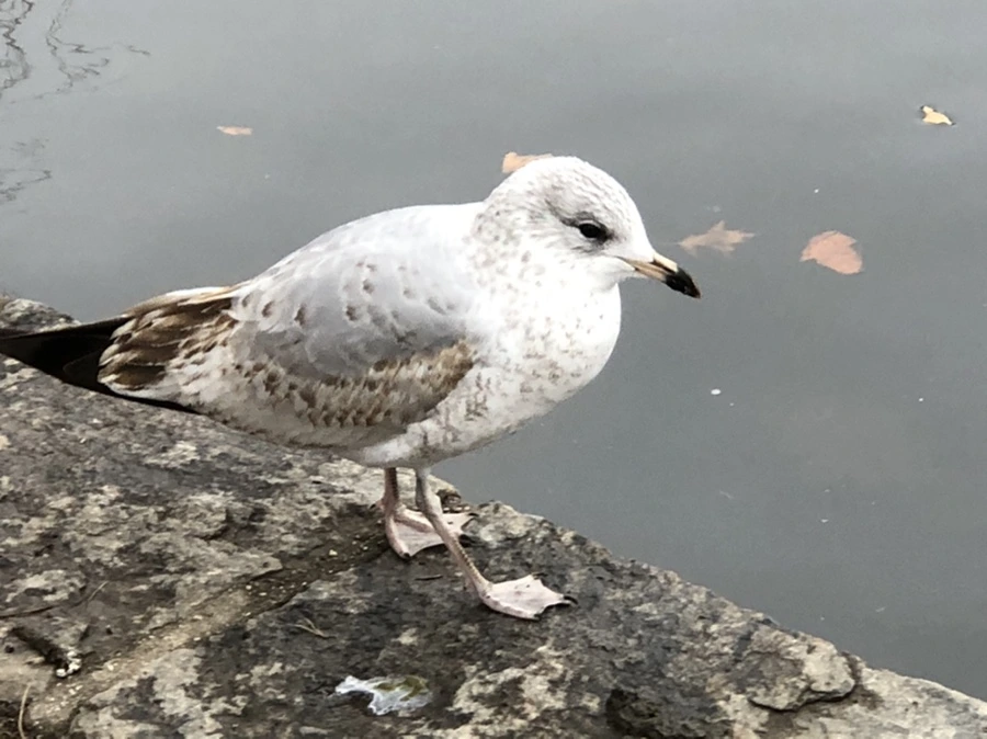 IMG_6461.jpg?type=w966