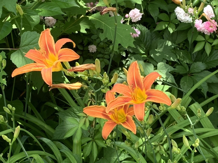 IMG_3889.jpg?type=w966