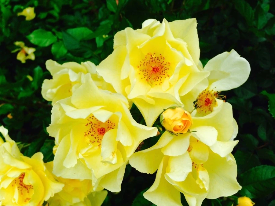 IMG_3652.jpg?type=w1