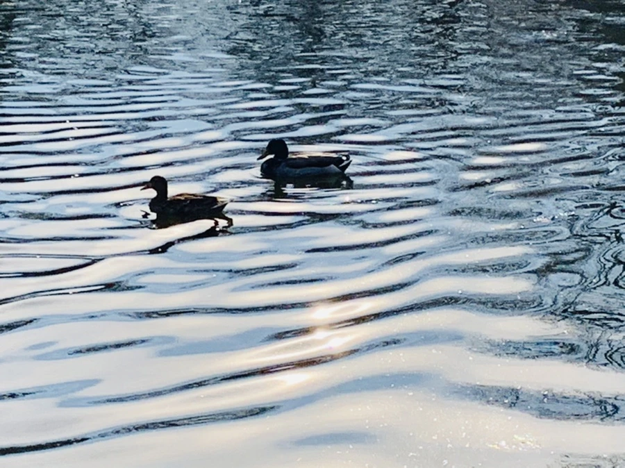 IMG_0350.jpg?type=w966