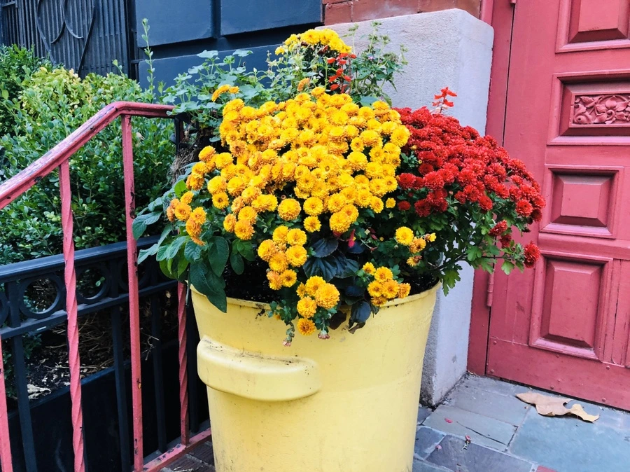 IMG_1535.jpg?type=w966