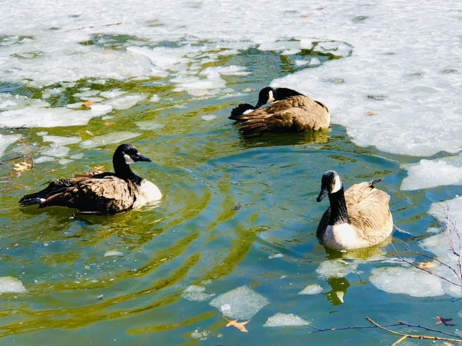 IMG_5132.jpg?type=w966