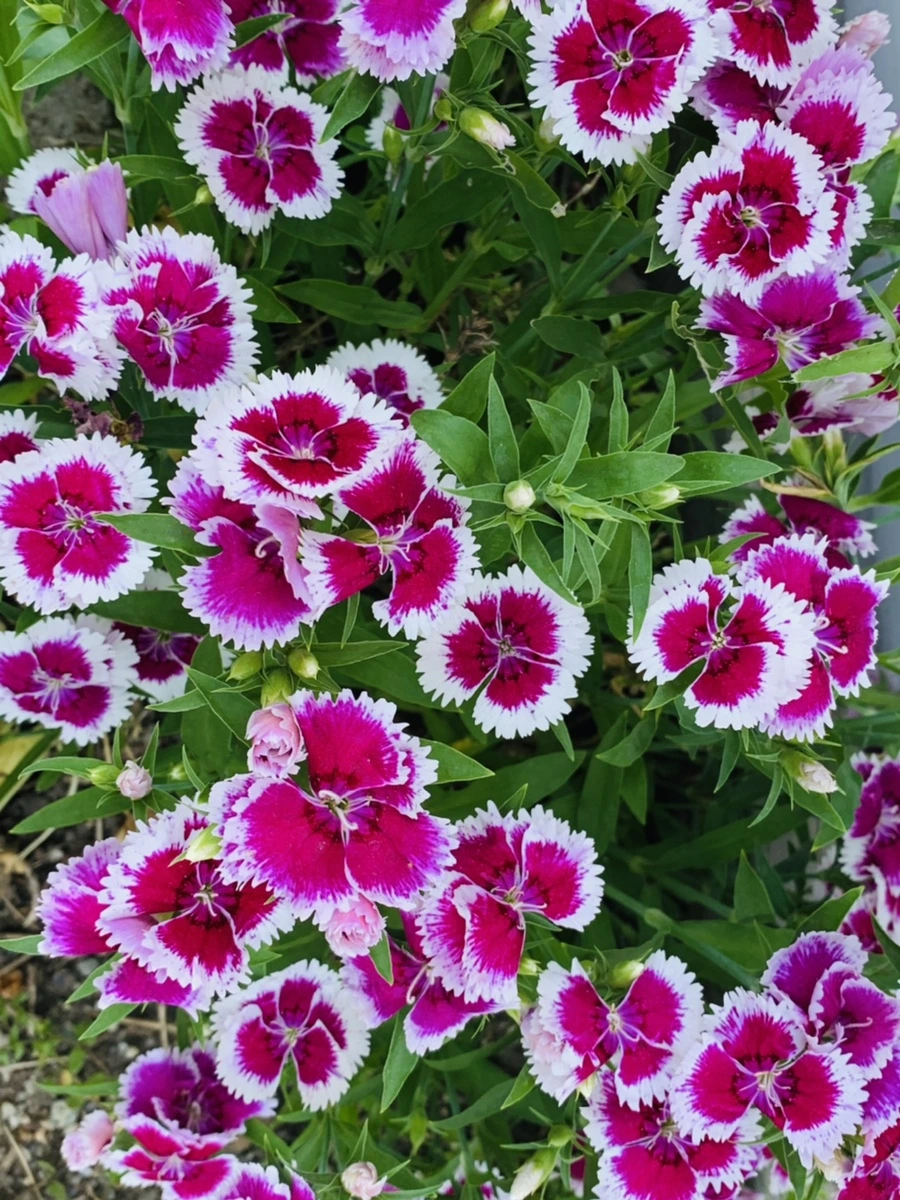 IMG_4053.jpg?type=w966