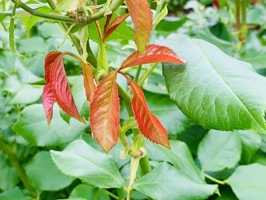 IMG_0429.jpg?type=w966