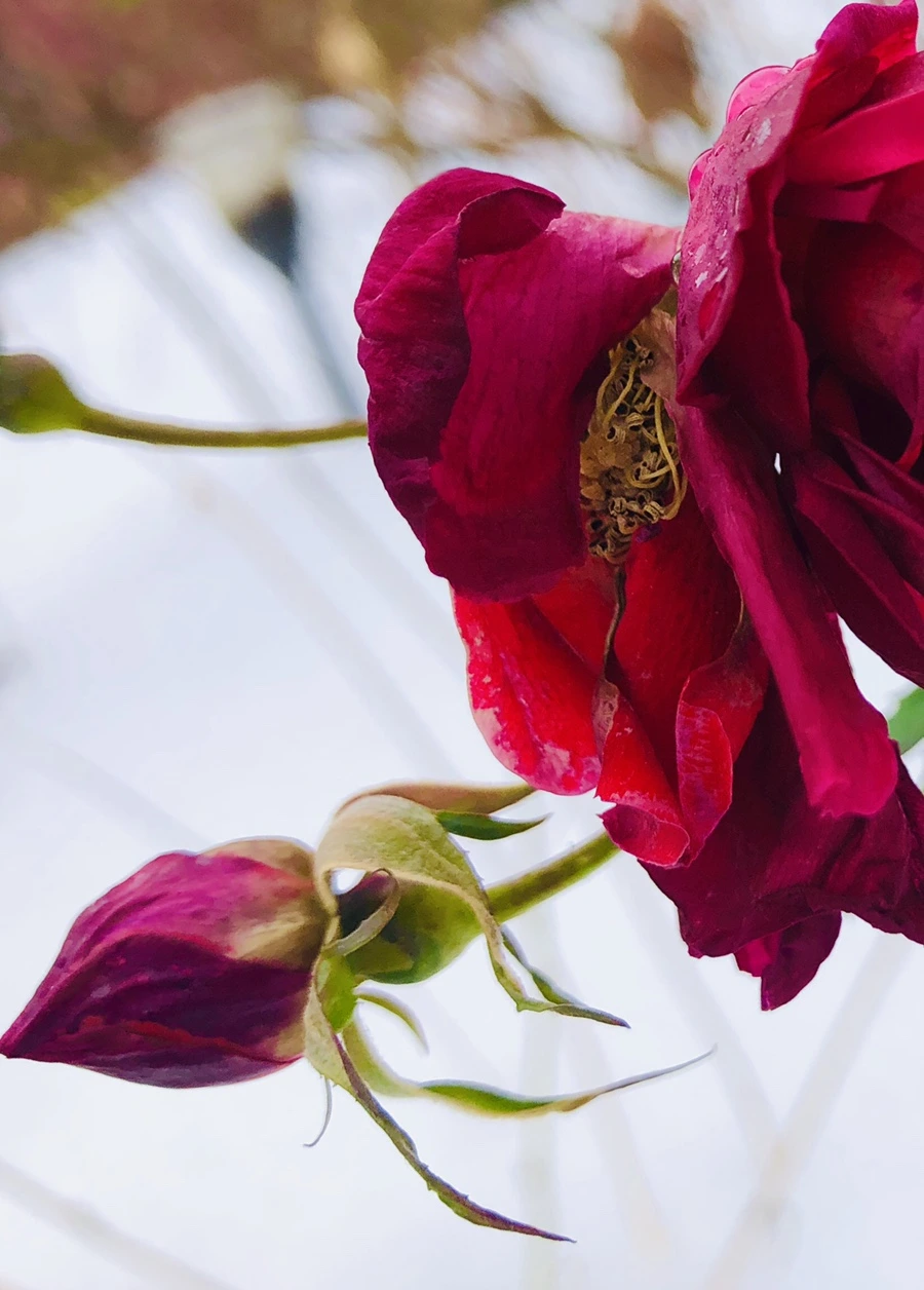 IMG_7554.jpg?type=w966