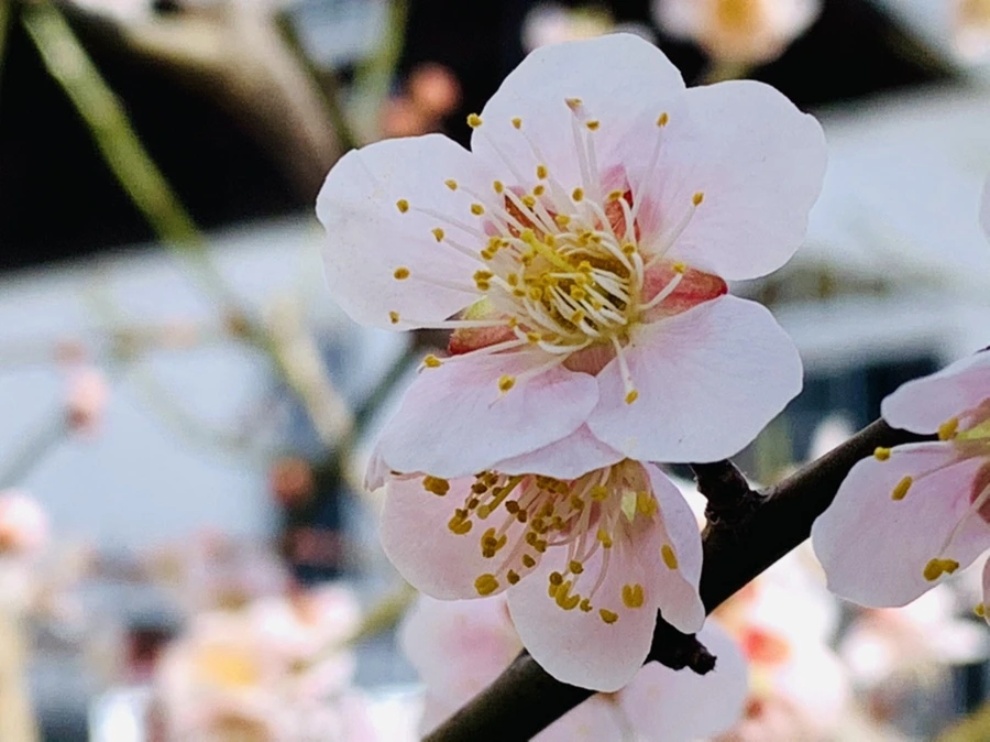 IMG_1040.jpg?type=w966