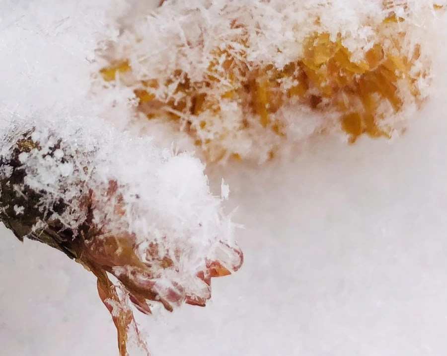 IMG_3454.jpg?type=w966