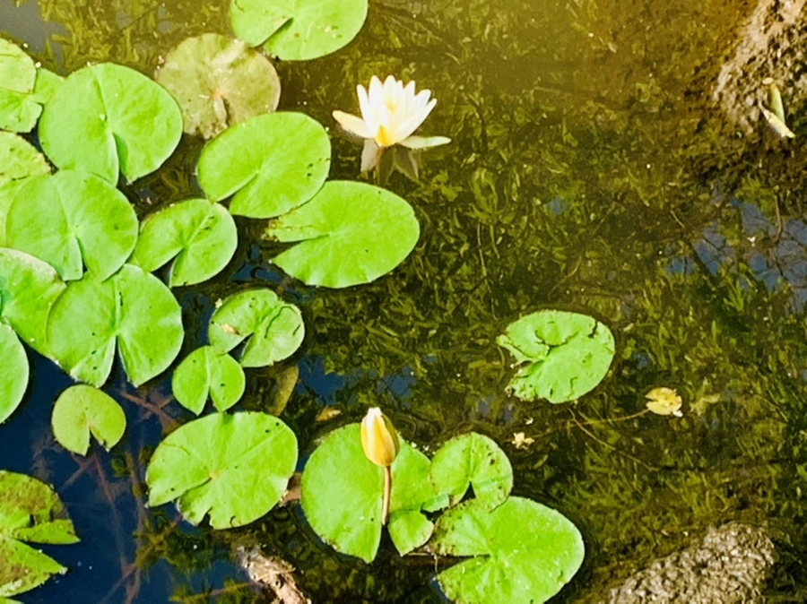 IMG_4250.jpg?type=w966