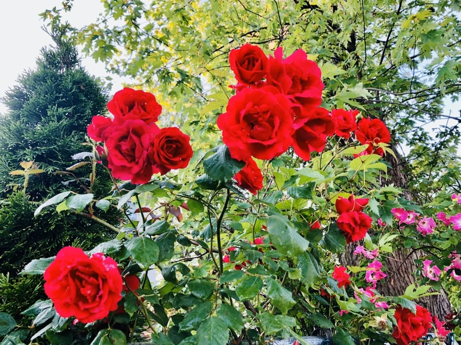 IMG_8210.jpg?type=w966