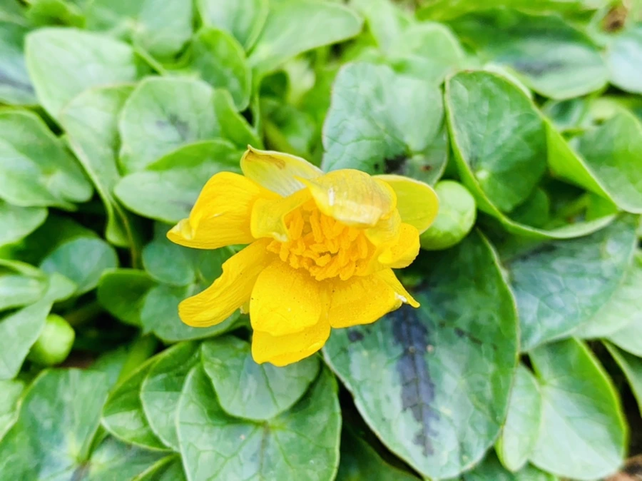 IMG_3502.jpg?type=w966