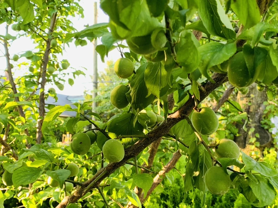 IMG_2995.jpg?type=w966