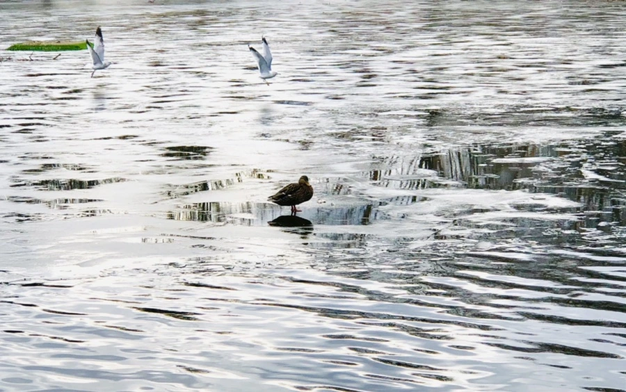 IMG_5011.jpg?type=w966