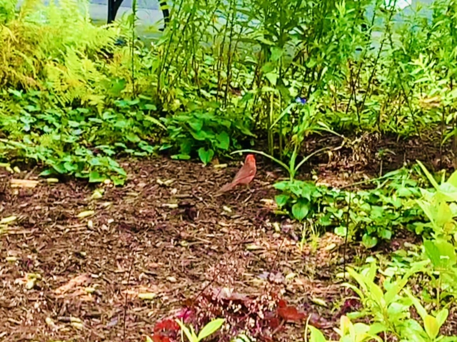 IMG_7364.jpg?type=w966