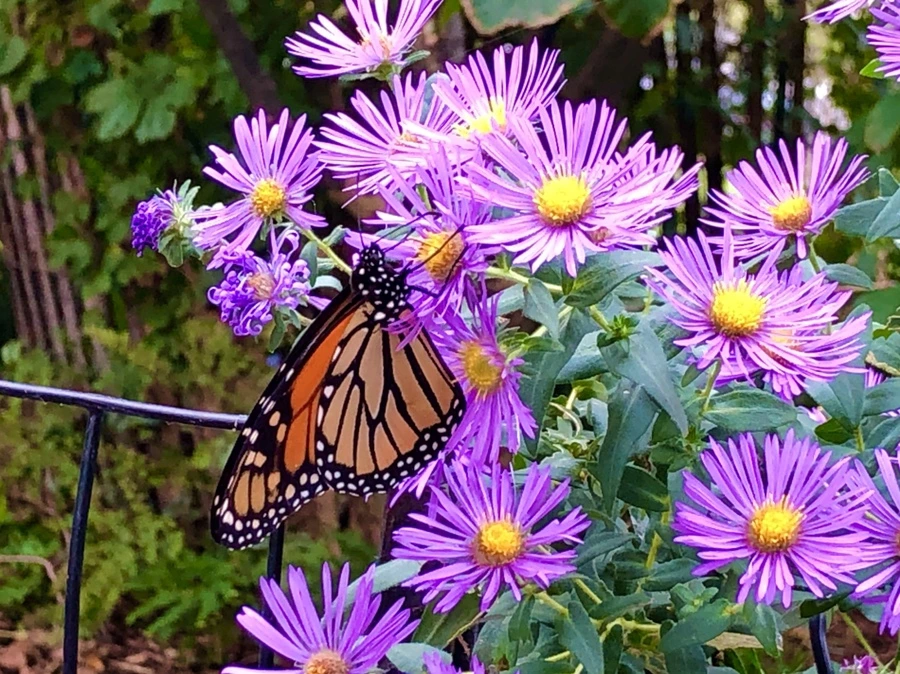 IMG_1794.jpg?type=w966