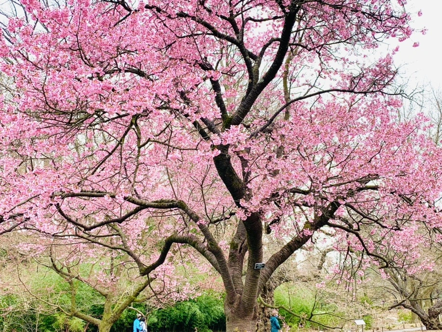 IMG_7037.jpg?type=w966