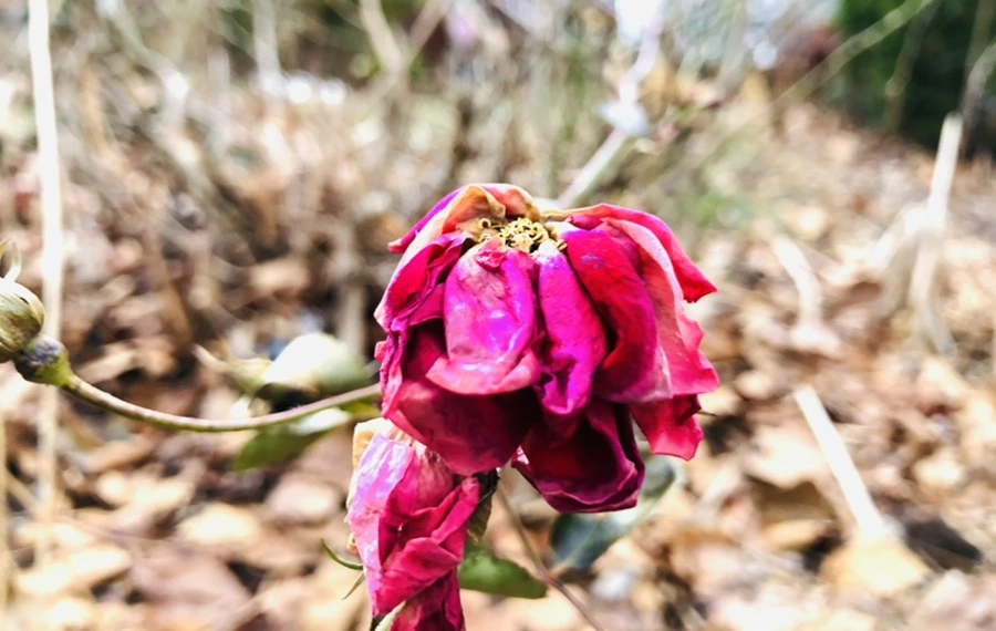 IMG_8756.jpg?type=w966