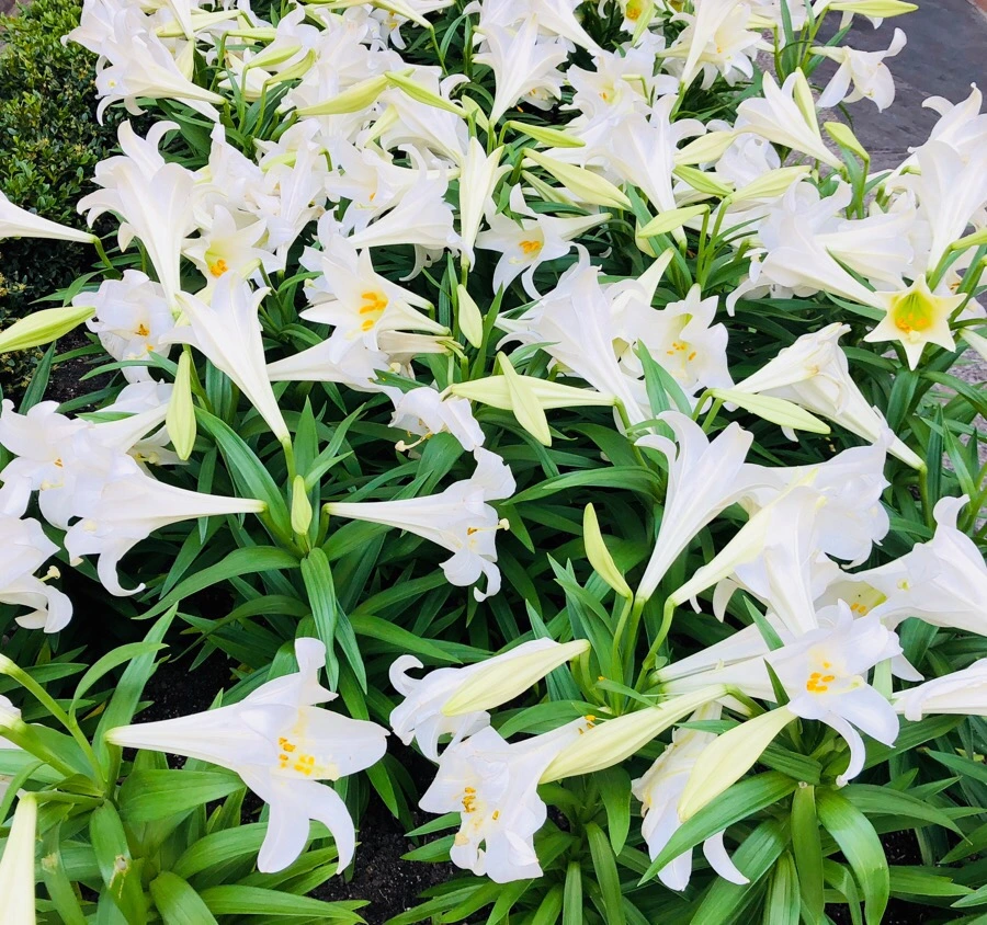 IMG_4366.jpg?type=w966