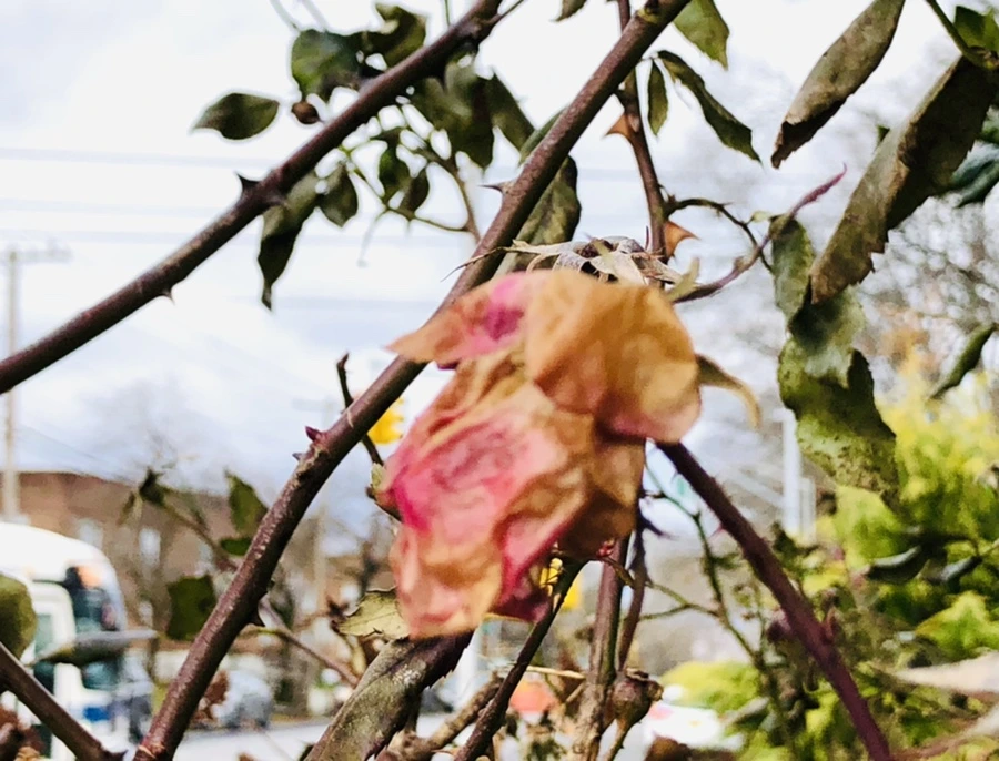 IMG_8779.jpg?type=w966