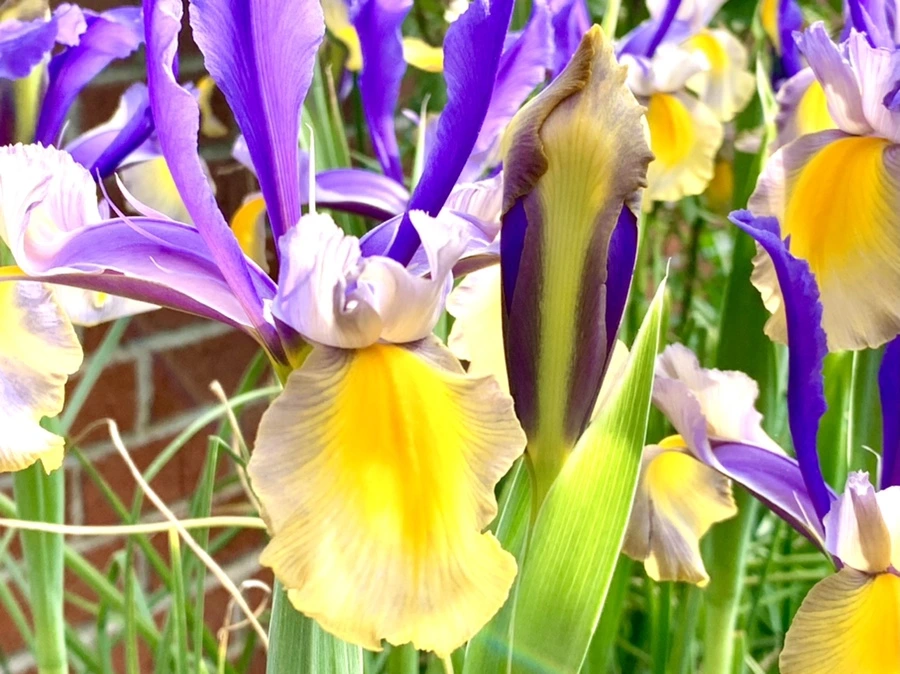 IMG_9085.jpg?type=w966