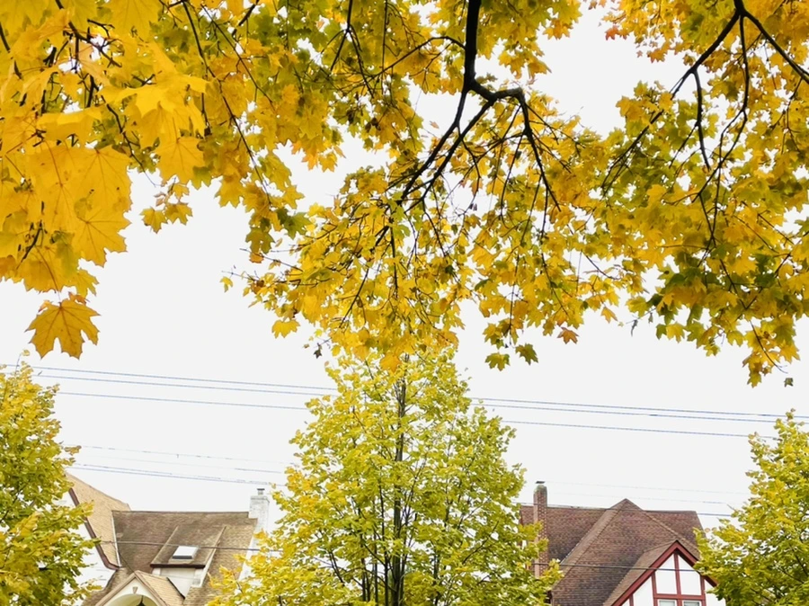 IMG_5174.jpg?type=w966