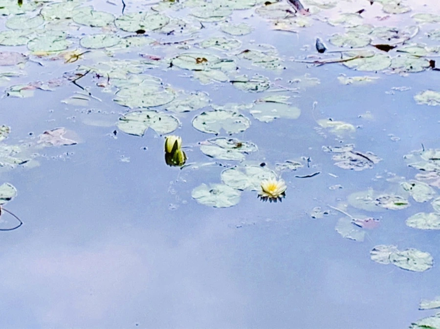 IMG_7784.jpg?type=w966