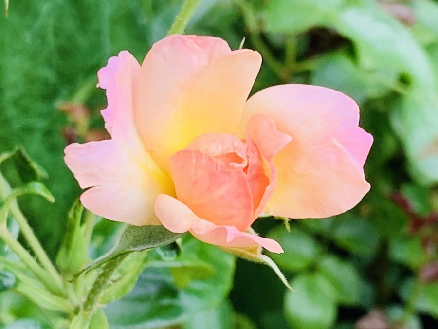 IMG_0536.jpg?type=w966