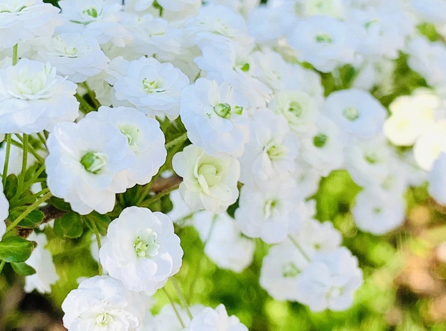 IMG_3271.jpg?type=w966