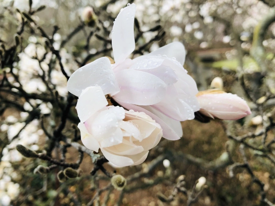 IMG_2342.jpg?type=w966