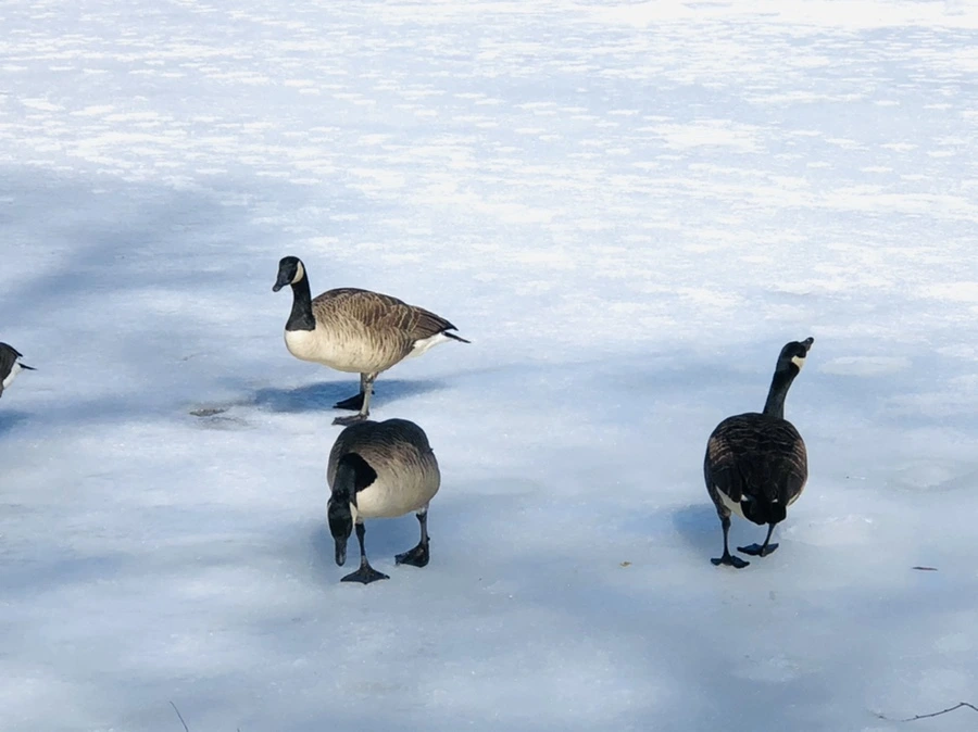 IMG_4895.jpg?type=w966